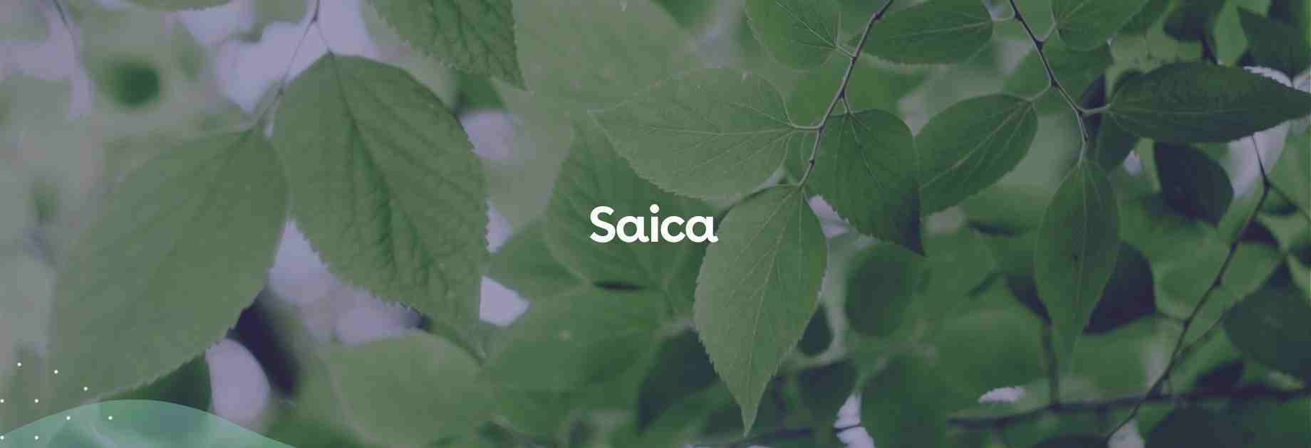 Saica with Green leaves